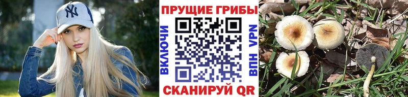 Псилоцибиновые грибы прущие грибы  МЕГА   Опочка 
